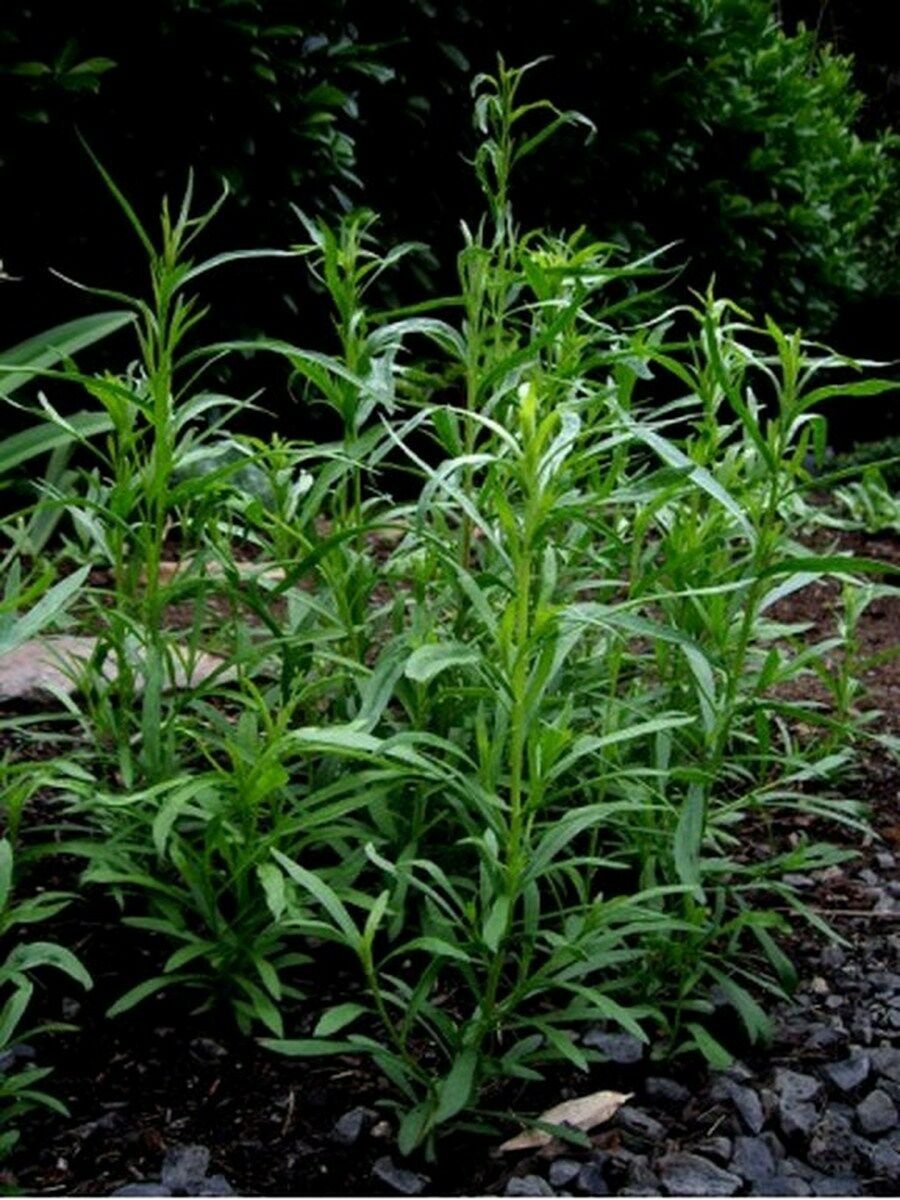 Tarragon- Artemisia Dracunculus- 200 Seeds- BOGO 50% off SALE