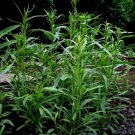 Tarragon- Artemisia Dracunculus- 200 Seeds- BOGO 50% off SALE
