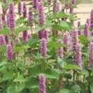 Hyssop- Lavender- Agastache- 50 Seeds - BOGO 50% off SALE