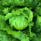 Lettuce- Iceburg- 100 Seeds- BOGO 50% off SALE
