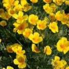Poppy- California Gold- 500 Seeds- BOGO 50% off SALE
