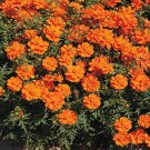 Cosmos- Sulphur Orange- 100 Seeds- BOGO 50% off SALE