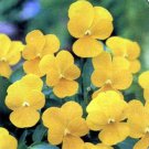 Pansy- Yellow - 50 Seeds- BOGO 50% off SALE