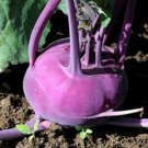 Kohlrabi- Purple Vienna- 200 Seeds- BOGO 50% off SALE