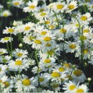 Ox-Eyed Daisy- Chrysanthemum Leucanthemum- 100 seeds- BOGO 50% off SALE