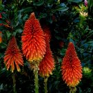 Red Hot Poker Plant (Limited)