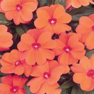 Impatiens- Walleriana Baby -Orange- 50 Seeds- BOGO 50% off SALE