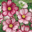 Cosmos- Candy Striped- 100 Seeds- BOGO 50% off SALE