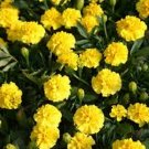 Marigold- Tagetes Erecta- Yellow- 50 Seeds- BOGO 50% off SALE