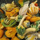 MPB#5 Gourd Seeds Large Autumn Wing Mix 25 Seeds