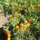 MPB#5 Sunsugar Tomato Seeds Garden Seeds 25 To 1,000 Seeds Quantity Sun Sugar