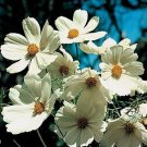 Cosmos- Purity White- 100 Seeds- BOGO 50% off SALE