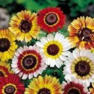 Painted Daisy-Tri-color Mix- 200 Seeds- BOGO 50% off SALE
