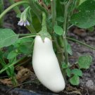 Casper Eggplant Seeds 50 White Eggplant Seeds Egg Plant