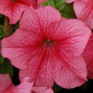 50 Pelleted Petunia Seeds Mambo Red Vein