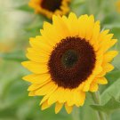 50 Sunflower Seeds Helianthus Sunrich Provence Summer Cut Flower Seeds