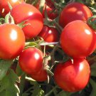 Tomato Seeds 50 Red Russian Tomato Seeds Vegetable Seeds Heirloom Tomato