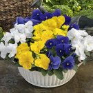 50 Pansy Seeds Majestic Giant Clear Mix Flower Seeds
