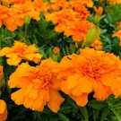 50 Marigold Seeds French Durango Orange Seeds PLANT SEEDS