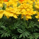 50 Marigold Seeds French Durango Yellow Seeds PLANT SEEDS