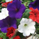 Petunia Seeds Candypops Old Glory Mix 50 Pelleted Petunia Seeds