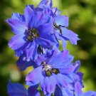 50 Delphinium Seeds Pacific Giant Blue Jay Flower Seeds (Perennial)