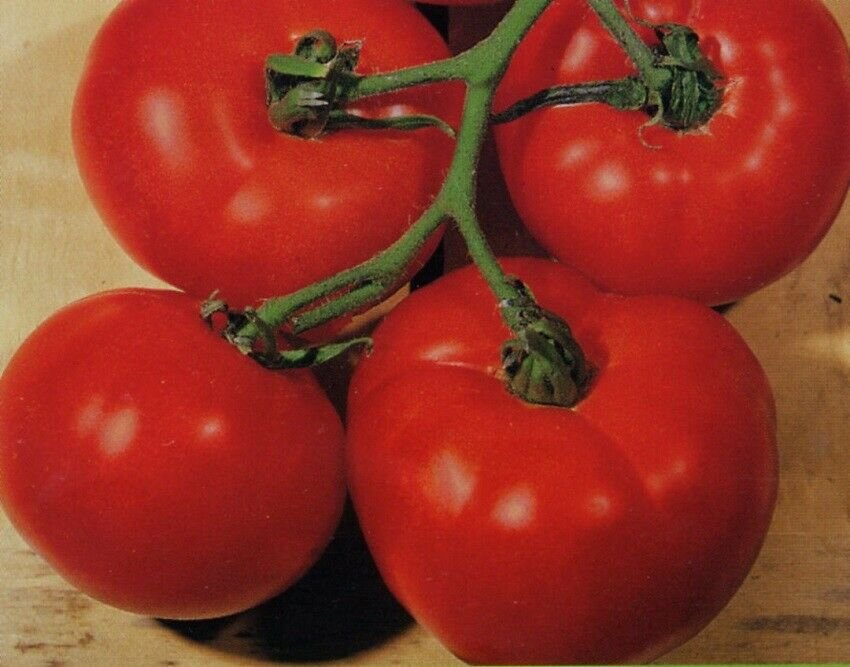 Сорт помидор демидов фото