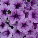 BIN#1R7D1 Petunia Seeds Candypops Blueberry 50 Pelleted Seeds