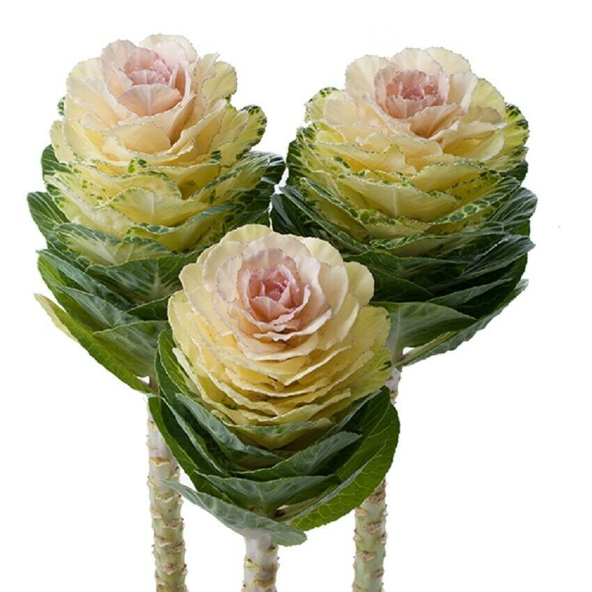 50 Flowering Kale Seeds Flowering Kale Empire Katya F1 Hybrid