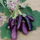 Great Garden Seeds to Grow Eggplant Seeds 50 Eggplant Little Fingers Purple