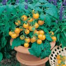 Tomato Seeds Sweet N Neat Yellow 25 Seeds F1 Variety