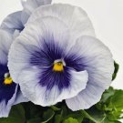 Pansy Inspire Plus Metallic Blue 50 Pansy Seeds New "2019" Viola Seeds