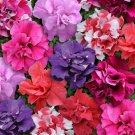 Pelleted Petunia Seeds Double Madness Mix 50 Pelleted Seeds