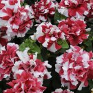 Pelleted Petunia Seeds Double Madness Red White 50 Pelleted Seeds