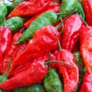 Hot Pepper Seeds 25 Bhut Jolokia Red Seeds