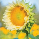 50 Helianthus Seeds Sunflower Procut Lite White Cut Flower Seeds Helianthus F1
