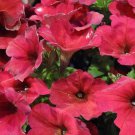 BIN#1R9D1 Pelleted Petunia Seeds Easy Wave Berry Velour 25 petunia seeds