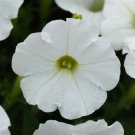 BIN#2R6D6 Petunia Seeds Shock Wave White 25 Pelleted Seeds