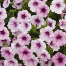 25 Pelleted Petunia Seeds Shock Wave Pink Vein trailing petunia