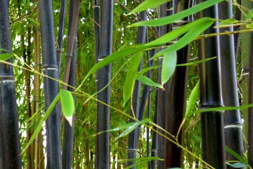 Phyllostachys Nigra Cold Hardy Black Running Bamboo  20 Seeds