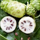 Morinda Citrifolia 15 Seed Indian Mulberry