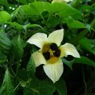 Momordica Cochinchinensis 2 Seeds