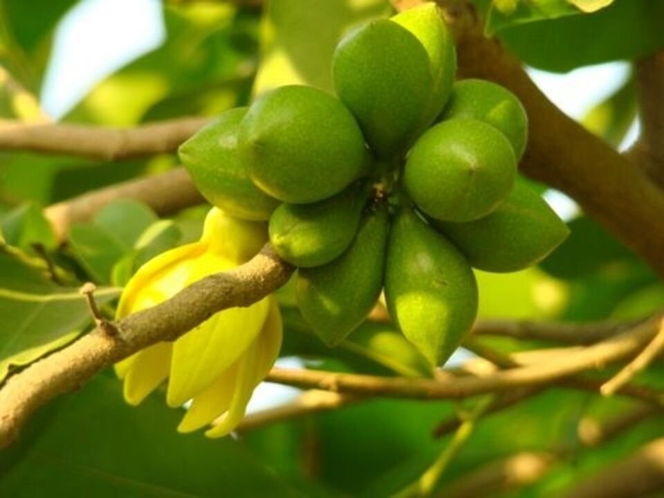 Artabotrys Hexapetalus 5 seeds