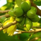 Artabotrys Hexapetalus 5 seeds