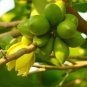 Artabotrys Hexapetalus 5 seeds