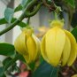 Artabotrys Hexapetalus 5 seeds