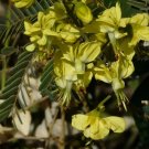 Caesalpinia Decapetala 10 Seeds