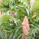 Rhus Typhina 100 Seeds, Staghorn Sumac Cold Hardy