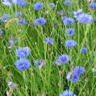 Centaurea Cyanus 250 Seed, Blue Cornflower Wildflowers