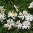 Nyctanthes Arbor Tristis 10 Seeds